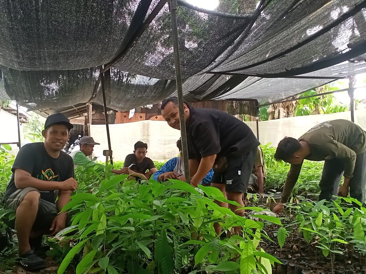 Foto Petani Coklat di Kecamatan Bengo, Kabupaten Bone, Provinsi Sulawesi Selatan