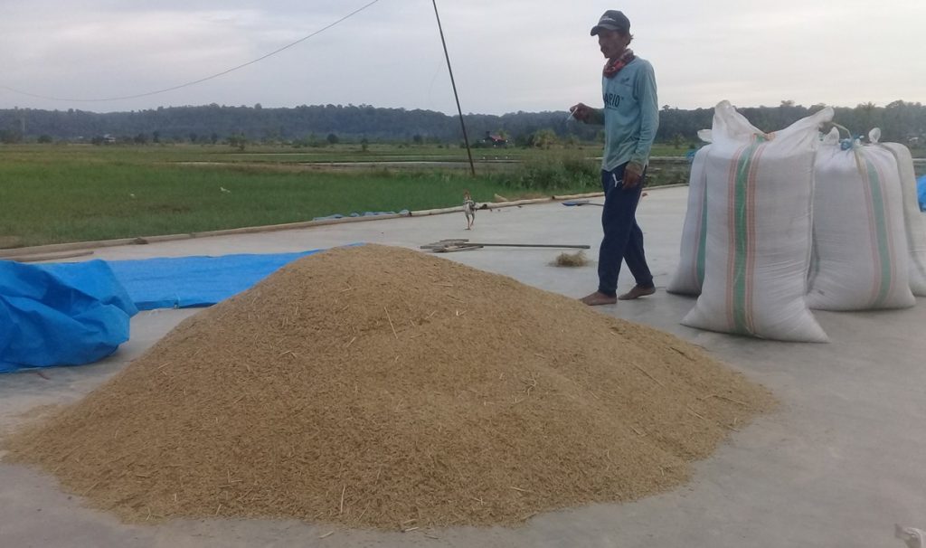 Padi hasil pertanian di Desa Lamedae, Kecamatan Tanggetada, Kabupaten Kolaka